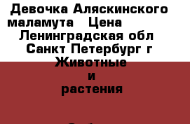  Девочка Аляскинского  маламута › Цена ­ 30 000 - Ленинградская обл., Санкт-Петербург г. Животные и растения » Собаки   . Ленинградская обл.